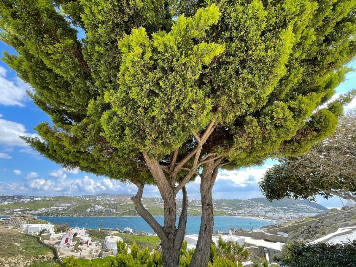 Yalos Mykonos Ornos Pouli Private Apartments W Shared Swimming Pool Mykonos Town Esterno foto